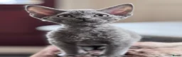 Devon Rex cats for sale: Fantastic Pedigree Devon Rex - Advert 10