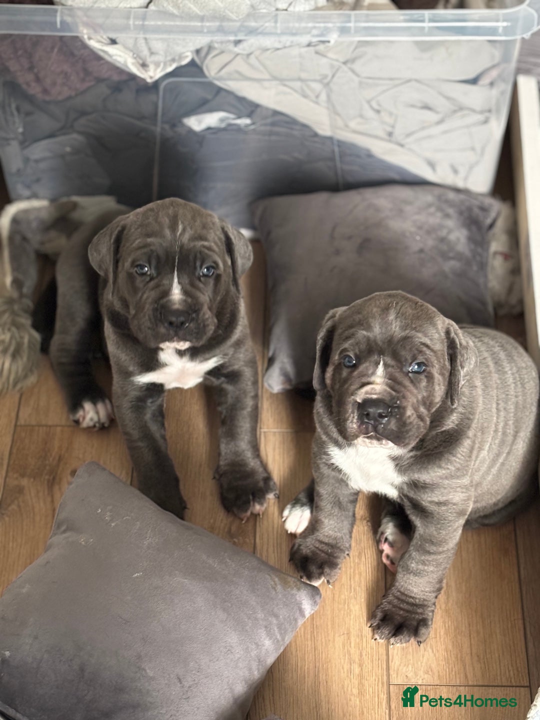 Cane Corso dogs for sale: Cane corso puppies looking for their forever homes - Image 4