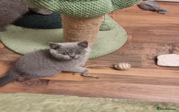 British Shorthair cats for sale: Last 2 Kittens Lilac & Blue Healthy GCCF Pedigree  - Image 15