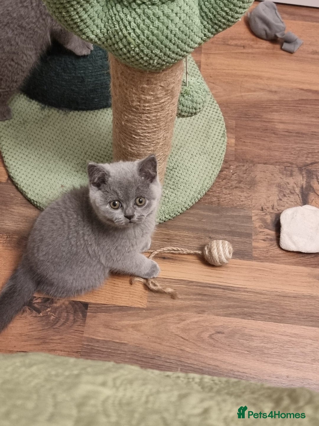 British Shorthair cats for sale: Last 2 Kittens Lilac & Blue Healthy GCCF Pedigree  - Image 15