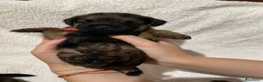 Border Terrier 2