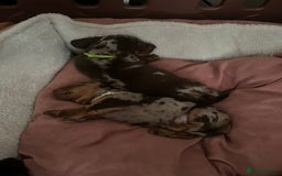 Miniature Dachshund dogs for sale: Mini Dachshund puppies   - Image 17