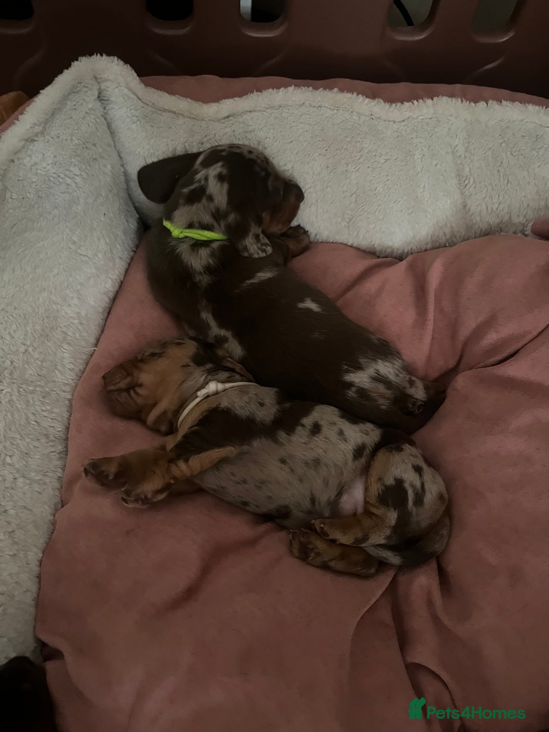 Miniature Dachshund dogs for sale: Mini Dachshund puppies   - Image 17