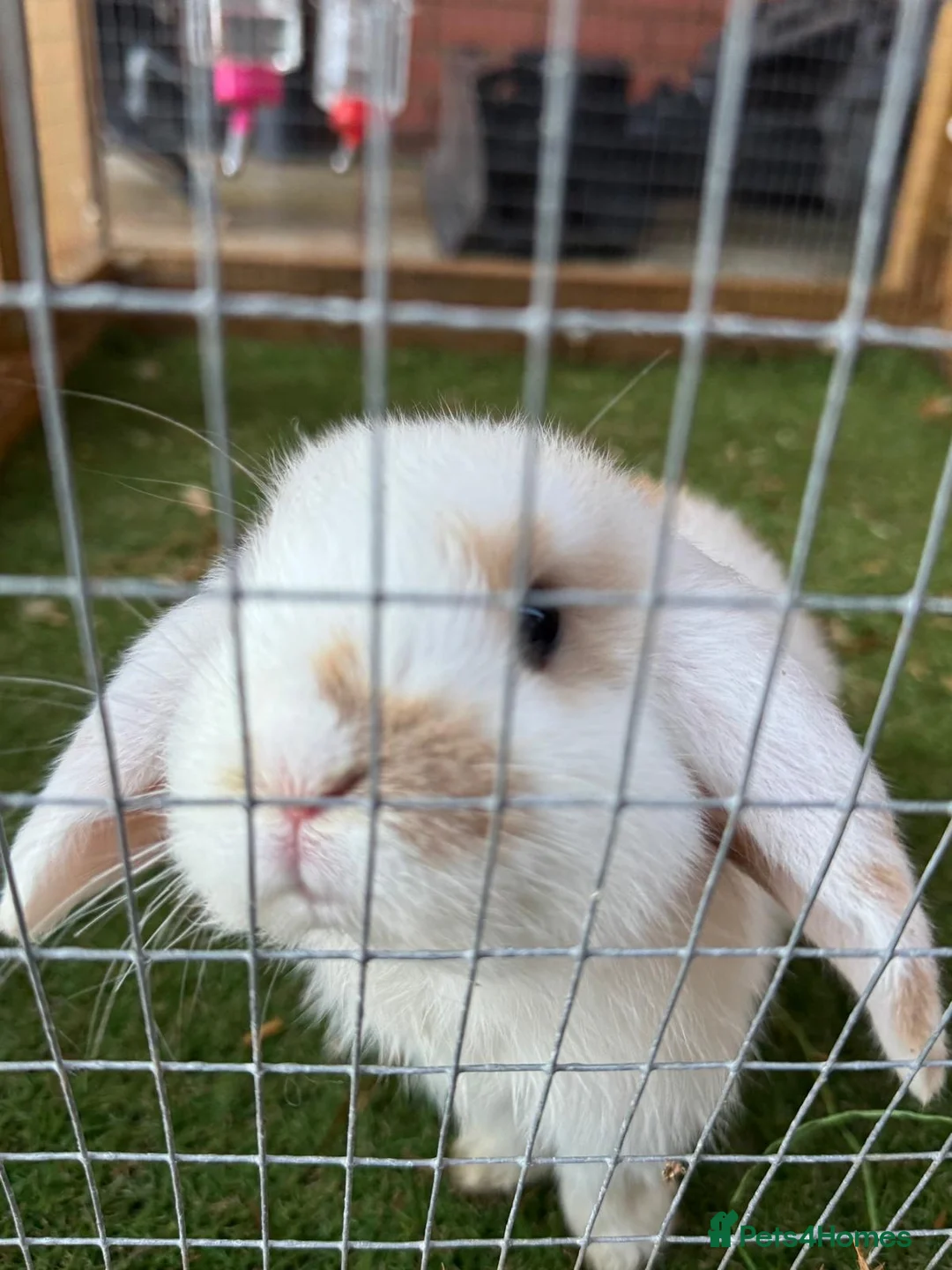 Mini Lop rabbits for sale: Purebred baby male mini lop  - Advert 2