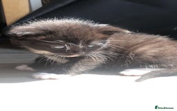Mixed Breed cats for sale: Kittens for sale  - Image 4