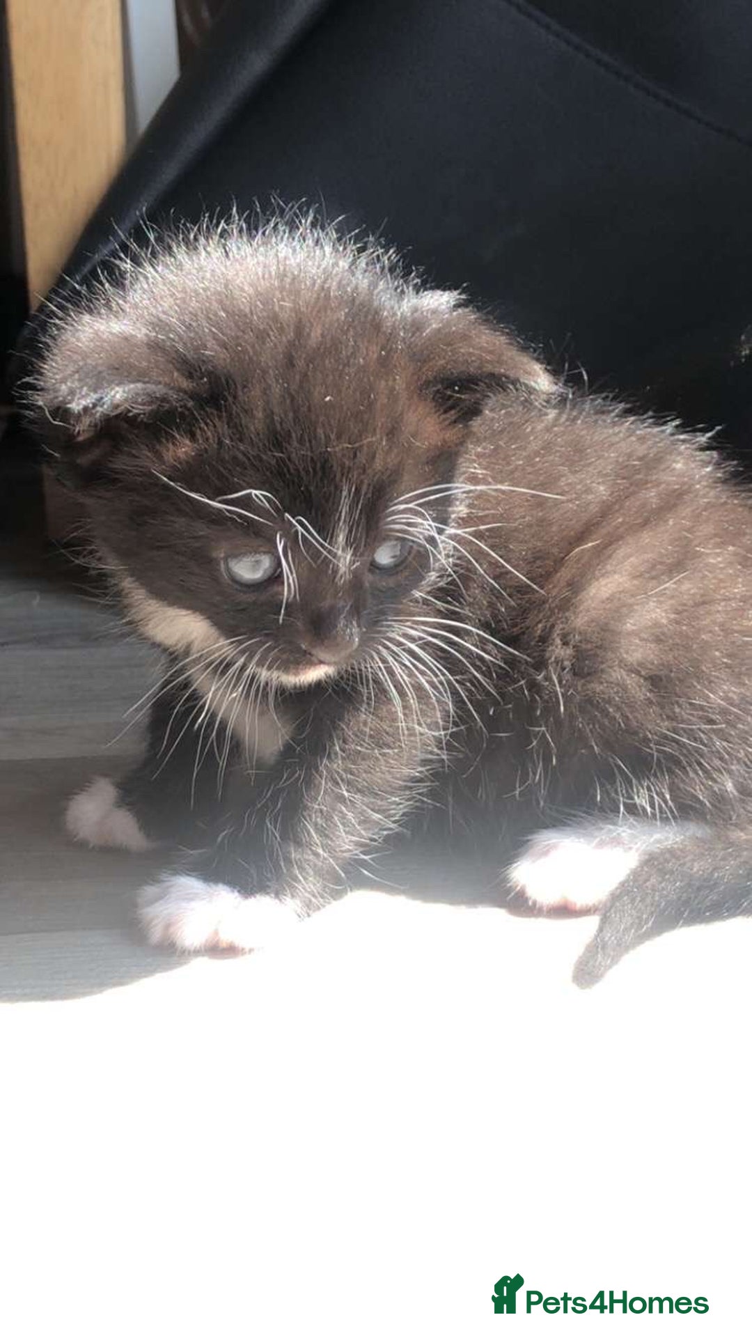 Mixed Breed cats for sale: Kittens for sale  - Image 4