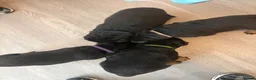 Rottweiler dogs for sale: Rottweiler puppies for sale  - Advert 7