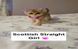 Scottish Fold cats for sale: Scottish fold Golden chinchilla  - Image 8