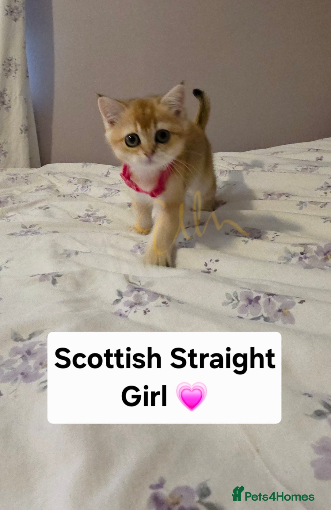Scottish Fold cats for sale: Scottish fold Golden chinchilla  - Image 8
