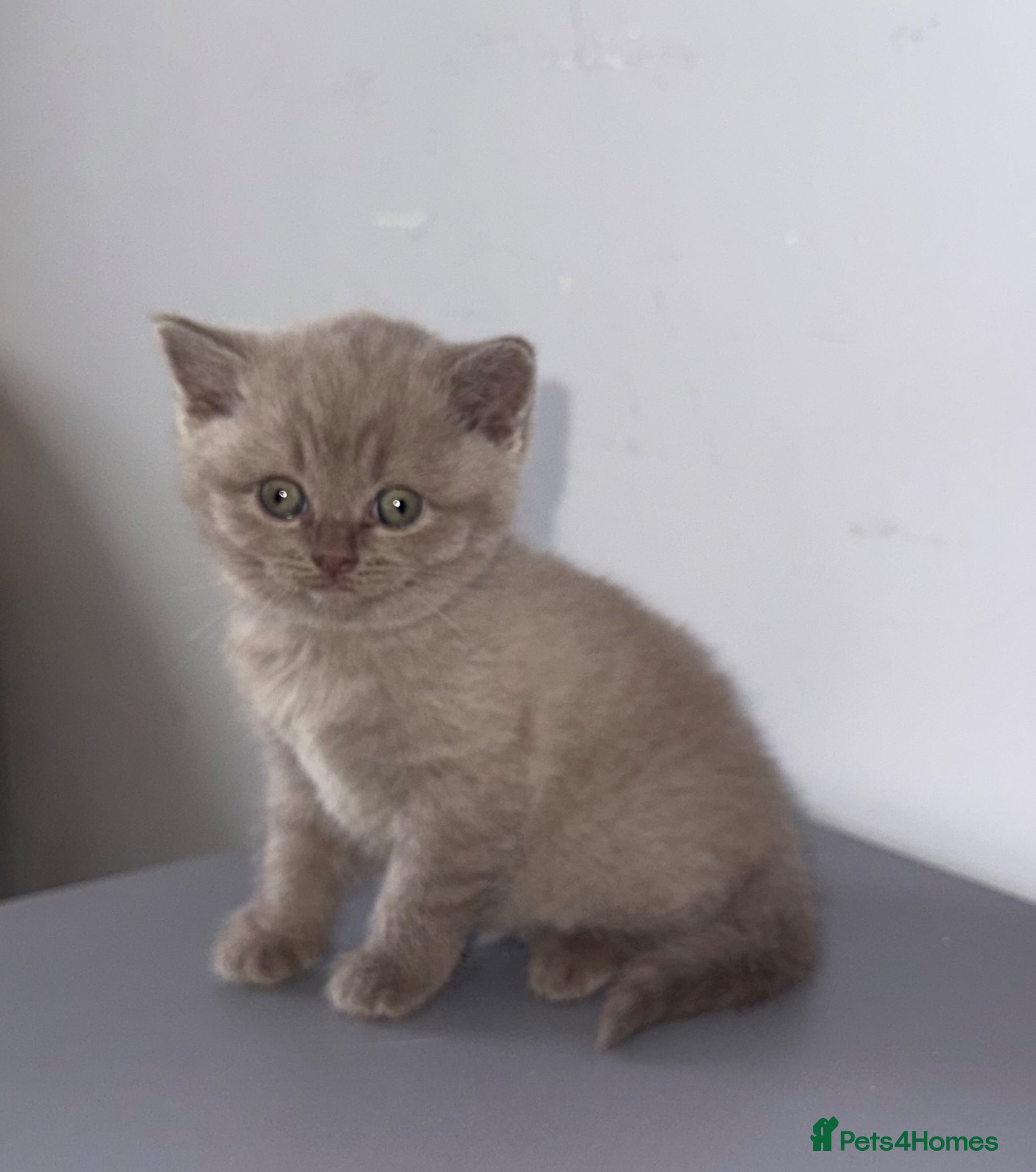 Scottish Fold cats Beautiful Scottish fold/straight kittens☺️ - Advert 8