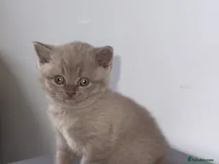 Scottish Fold cats Beautiful Scottish fold/straight kittens☺️ - Advert 4