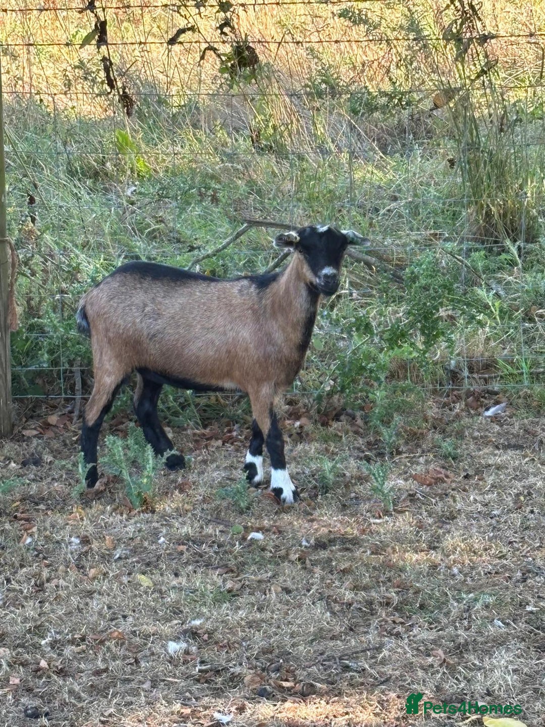 Goats livestock for sale: Pygmy goats - Advert 3