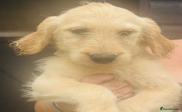 Labradoodle dogs - Advert 2