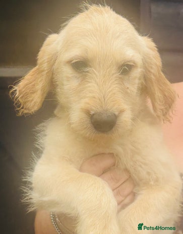 Labradoodle dogs - Advert 3