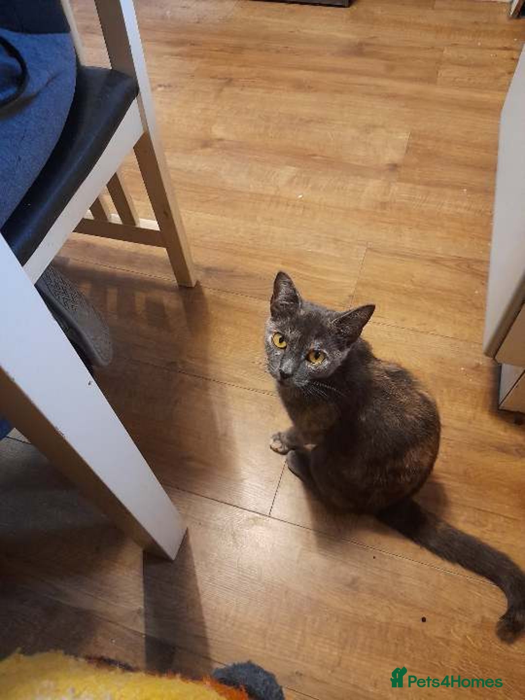 Mixed Breed cats for sale: mixed breed - Advert 1