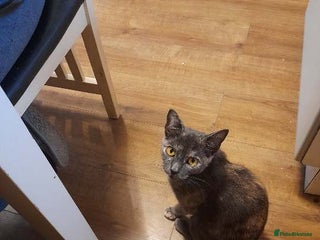 Mixed Breed cats mixed breed - Advert 2