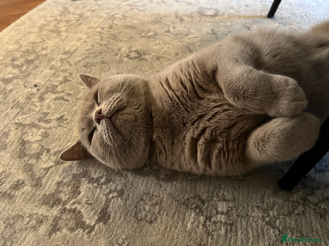 British Shorthair cats for sale: Lilac British shorthair MALE - Advert 2