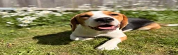 Beagle dogs for sale: 10 month old male beagle  in Winchester - Advert 2