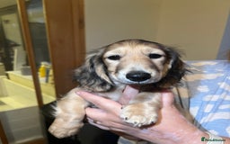 Miniature Dachshund dogs for sale: **KC REG Miniature long haired dachshund puppies** - Image 2