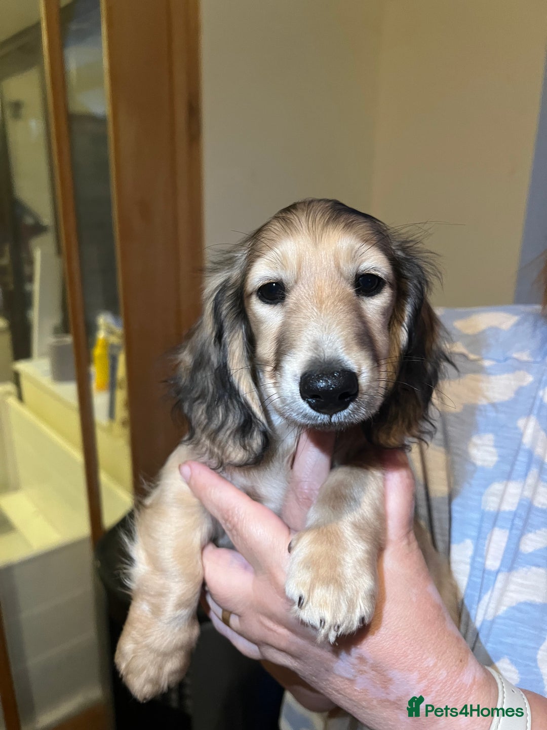 Miniature Dachshund dogs for sale: **KC REG Miniature long haired dachshund puppies** - Image 2