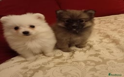 Pomeranian dogs for sale: Miniature Pomeranian puppies - Advert 1