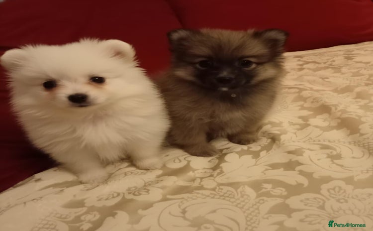 Pomeranian dogs Miniature Pomeranian puppies - Advert 1