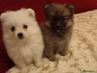 Pomeranian dogs Miniature Pomeranian puppies - Advert 15