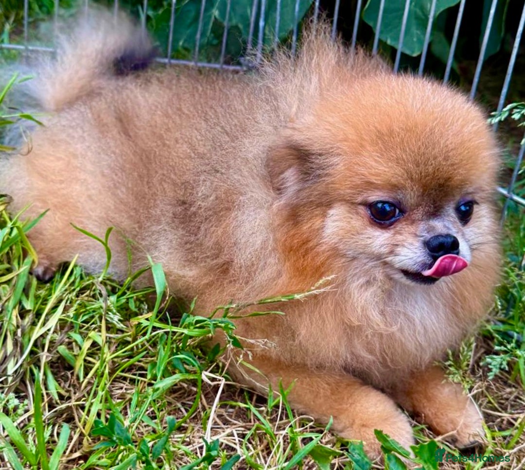 Pomeranian dogs for adoption: Milo’s Heartbreaking Tale - Image 2