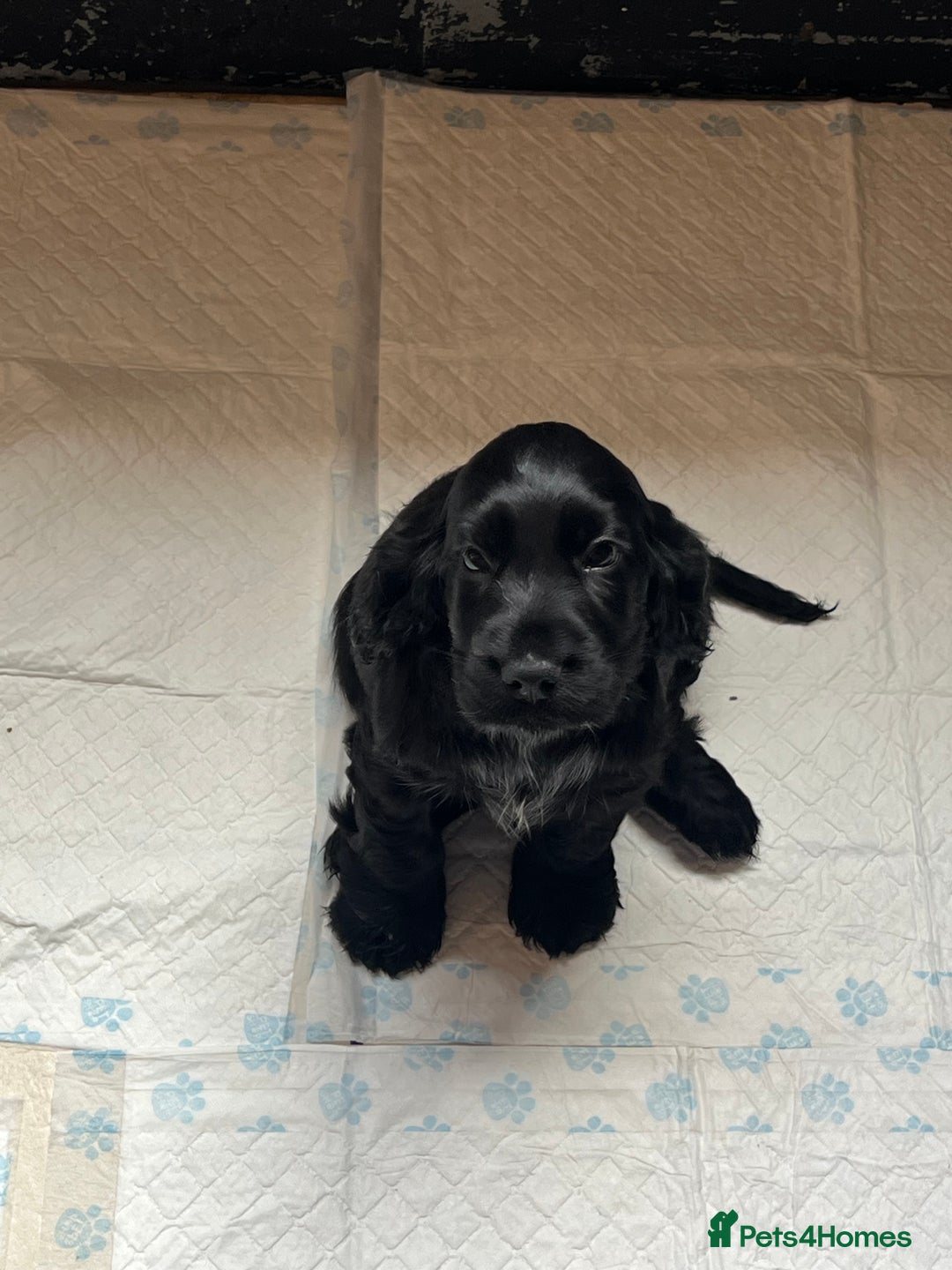 Cocker Spaniel dogs for sale: LAST 3 GIRLS ⭐️⭐️⭐️⭐️⭐️CH BLOODLINES  - Image 28
