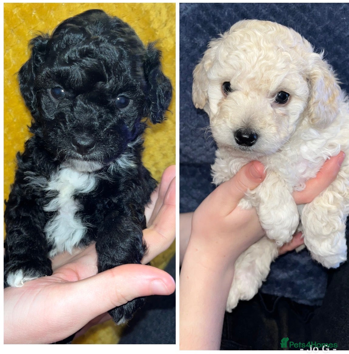 Mixed Breed dogs Cavapoochon puppies - Advert 15