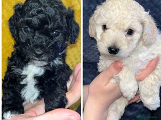 Mixed Breed dogs Cavapoochon puppies - Advert 15