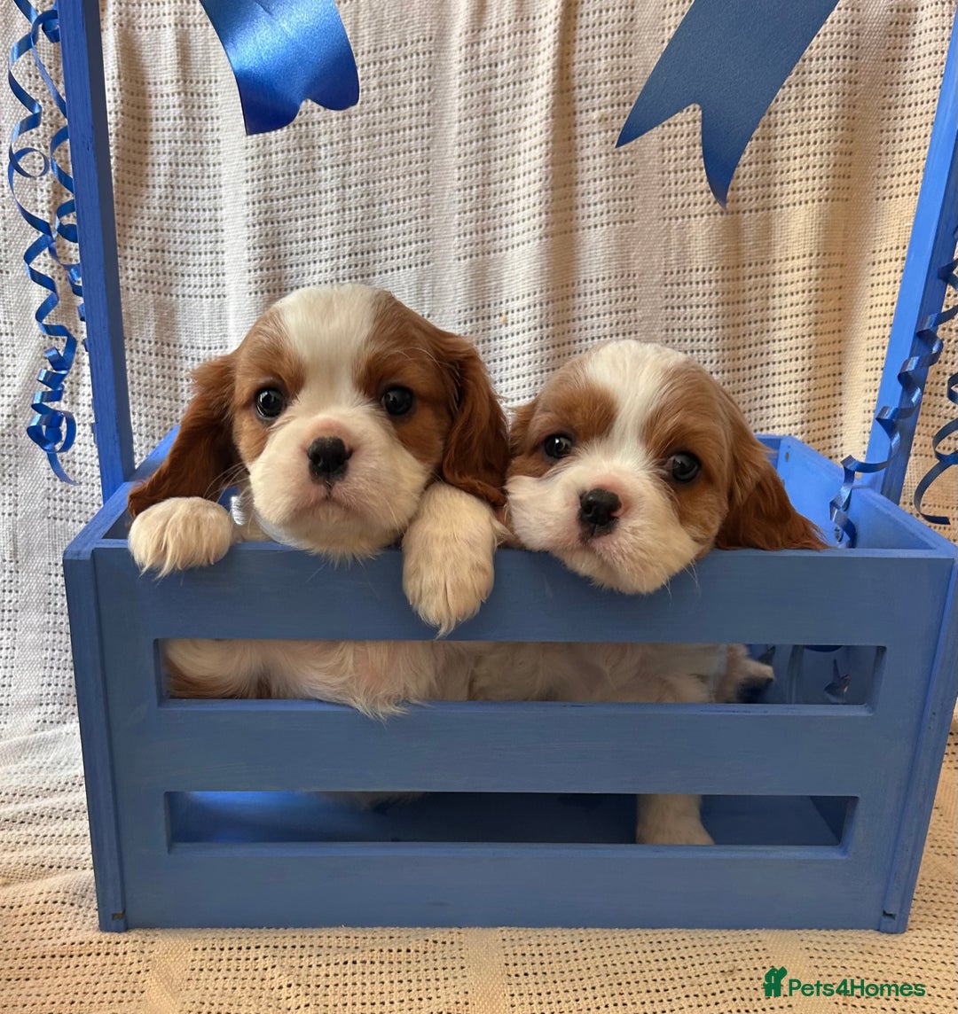 Cavalier King Charles Spaniel dogs for sale: Gorgeous Cavalier King Charles Puppies  - Image 16