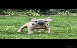 French Bulldog dogs for stud: Archie the stud dog  - Image 4