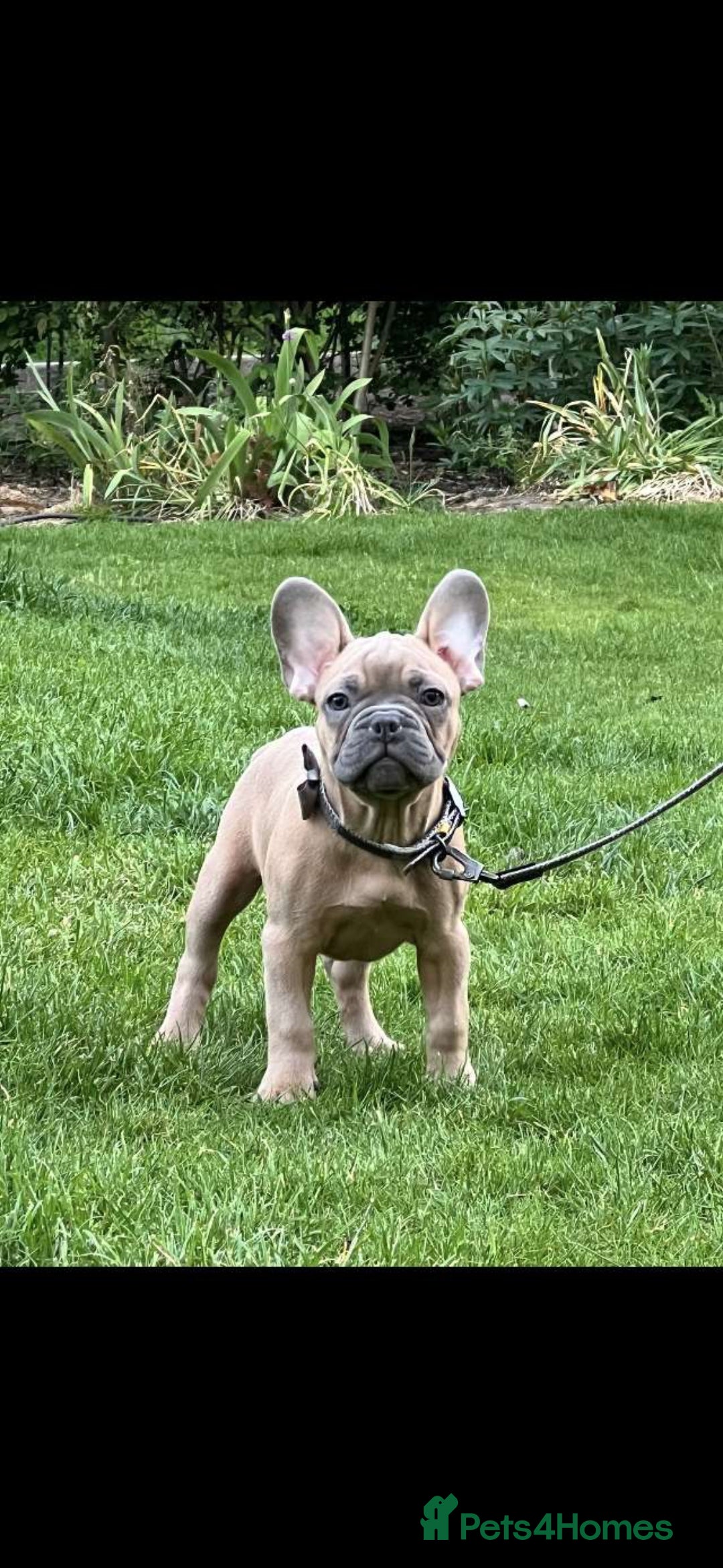 French Bulldog dogs for stud: Archie the stud dog  - Image 4