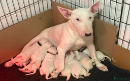 English Bull Terrier dogs for sale: Outstanding English Bull Terrier Puppies - Image 13
