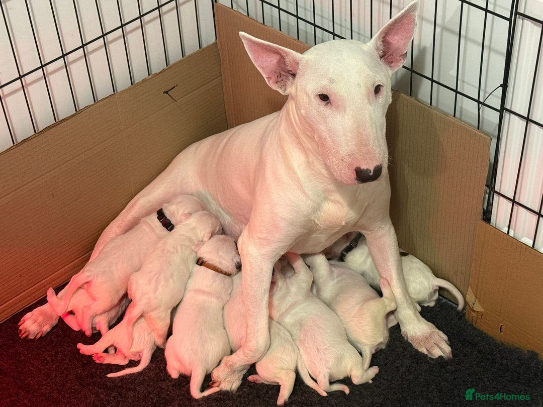 English Bull Terrier dogs for sale: Outstanding English Bull Terrier Puppies - Image 13