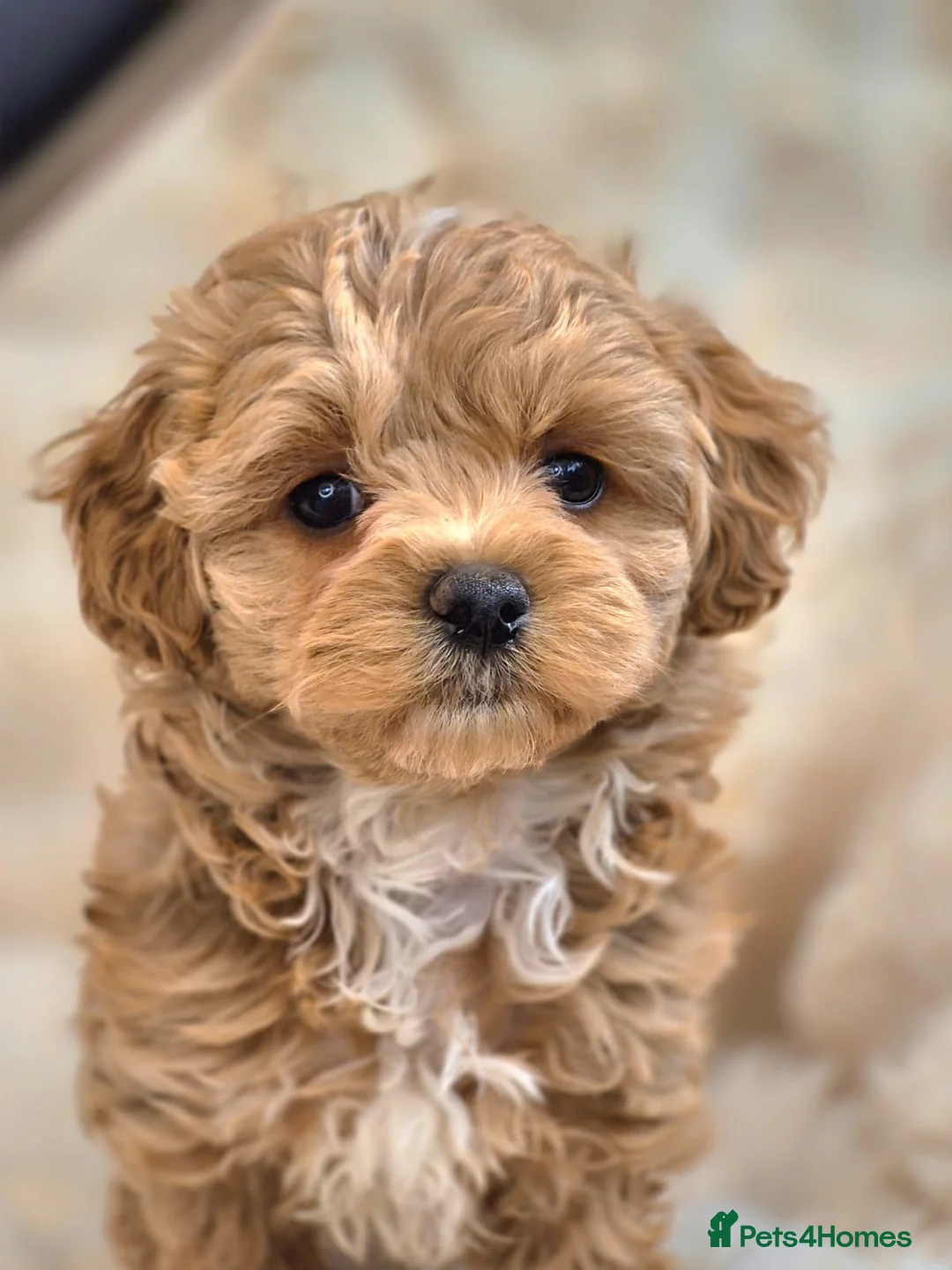 Maltipoo dogs for sale: 🐶🦴Amazing Asian Korean Maltipoo Puppies🐶🦴  - Advert 17