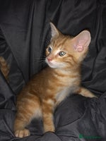 Mixed Breed cats Stunning Ginger Bengal x Ragdoll kittens ready now - Advert 3