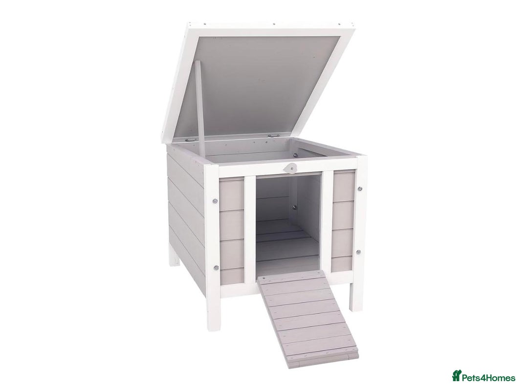 French Lop rabbits for sale: Bunny for sale 🐰  - Advert 5