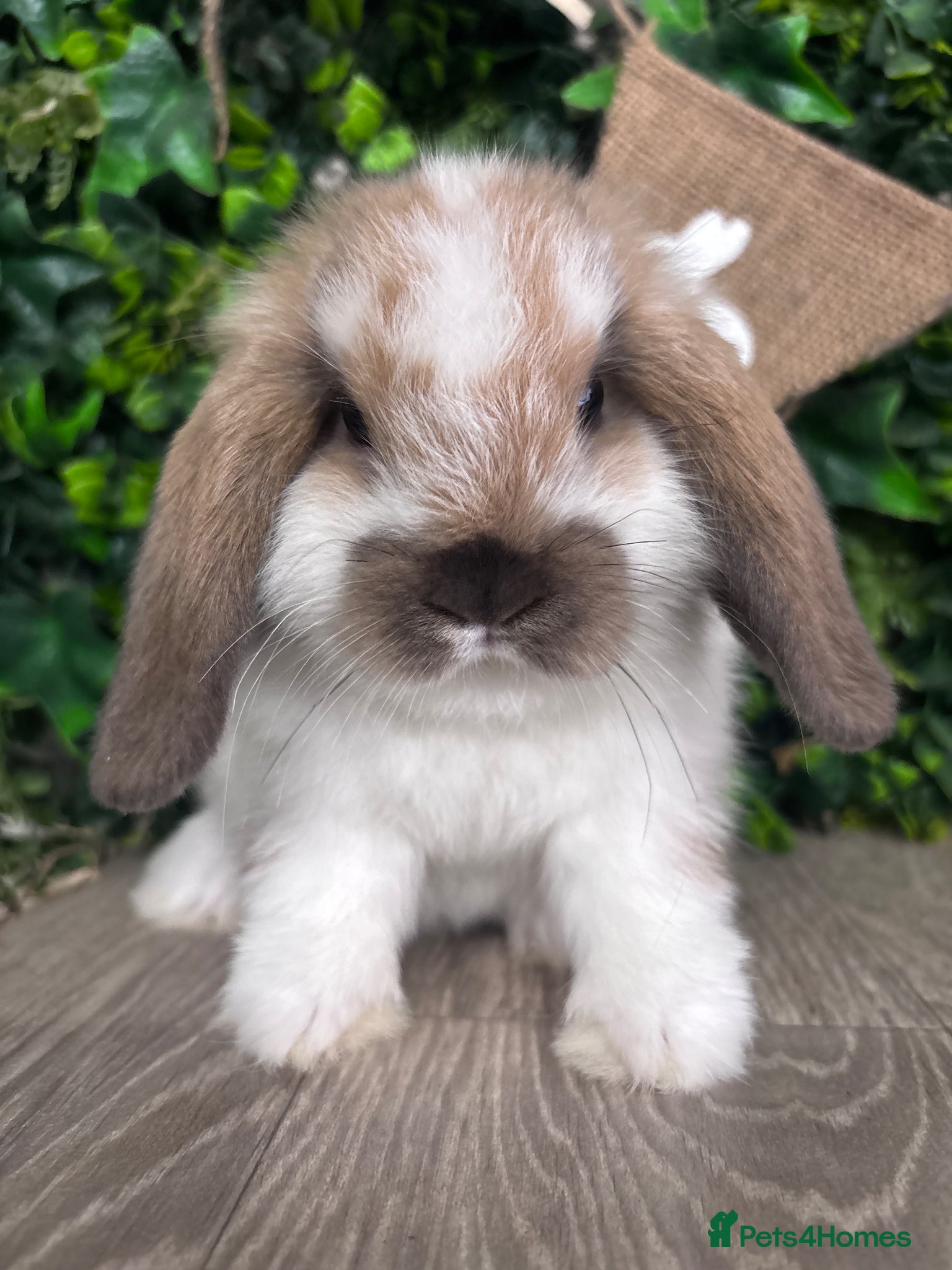 Mini Lop rabbits BEAUTIFUL BABY MINI LOP BUNNIES  - Advert 1