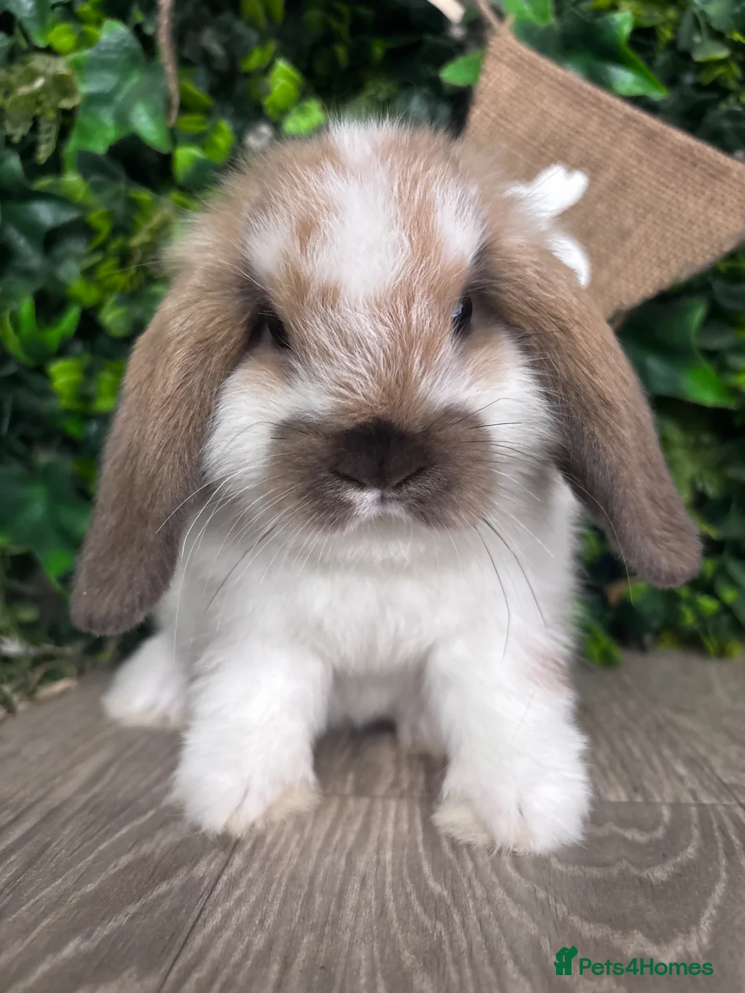 Mini Lop rabbits for sale: BEAUTIFUL BABY MINI LOP BUNNIES  - Advert 1