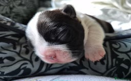 Boston Terrier dogs for sale: BOSTON TERRIER PUPPIES - Image 8