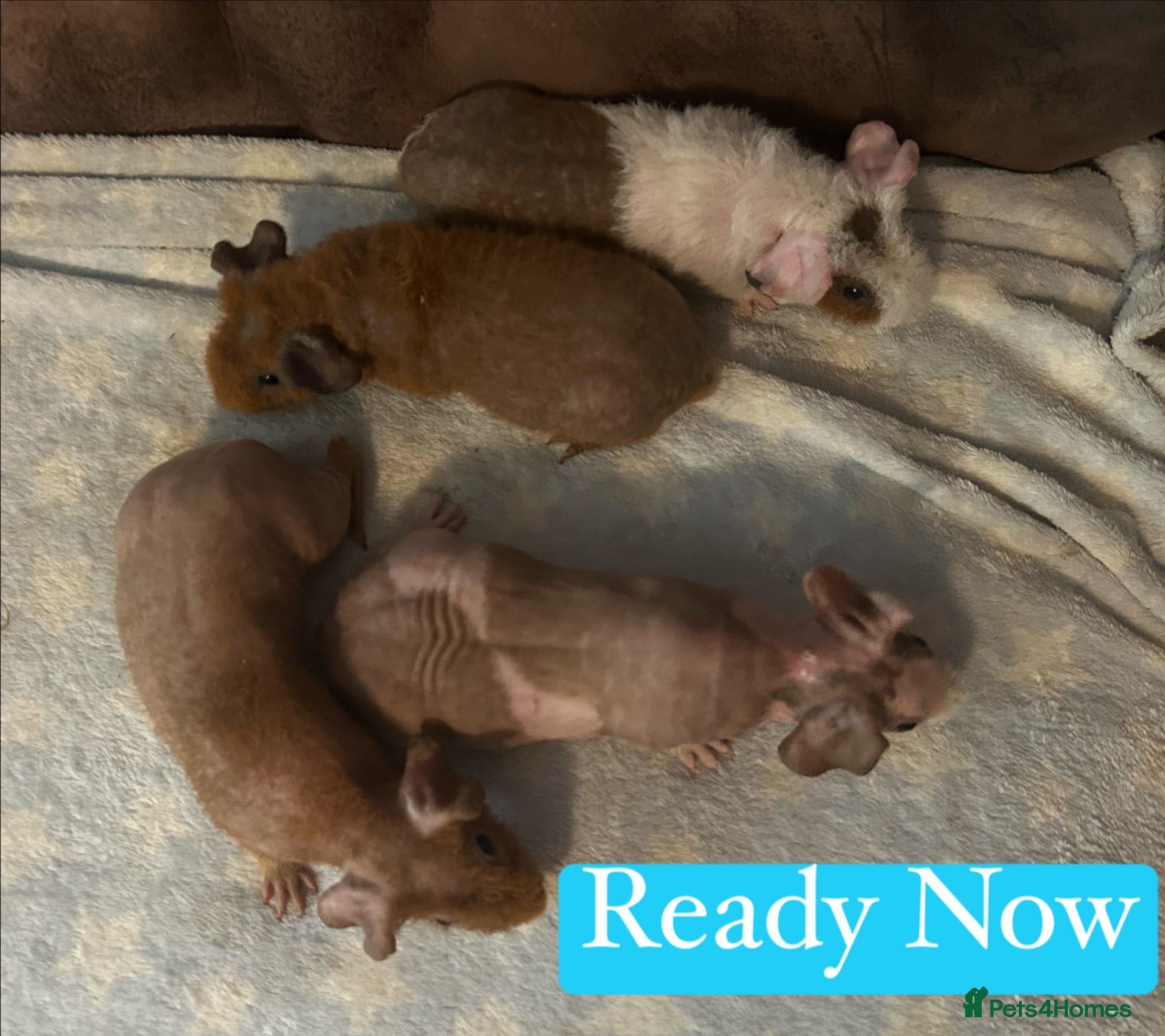 Guinea Pig rodents Skinny Pig Boars  - Advert 4