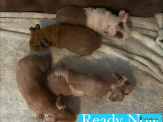 Guinea Pig rodents Skinny Pig Boars - Advert 3