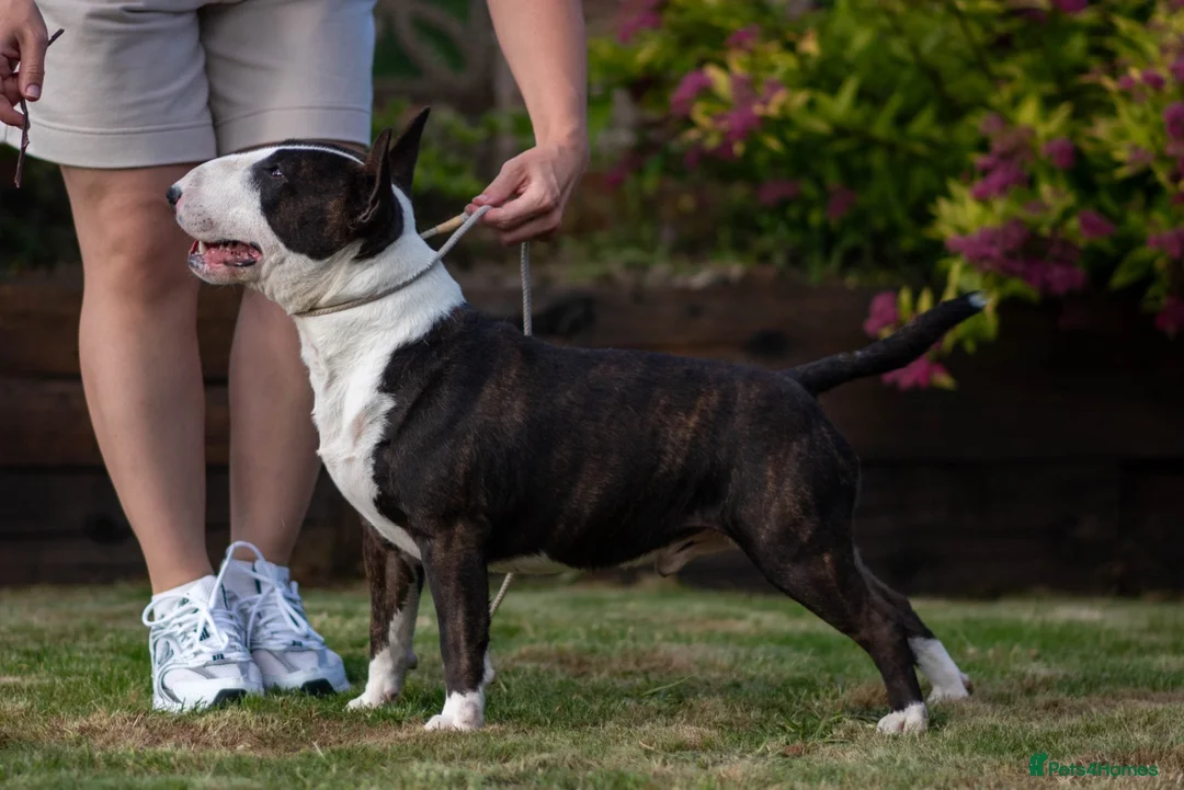 Miniature Bull terrier dogs for stud: KC registered DNA clear, healthy checked male in Chesterfield - Advert 2