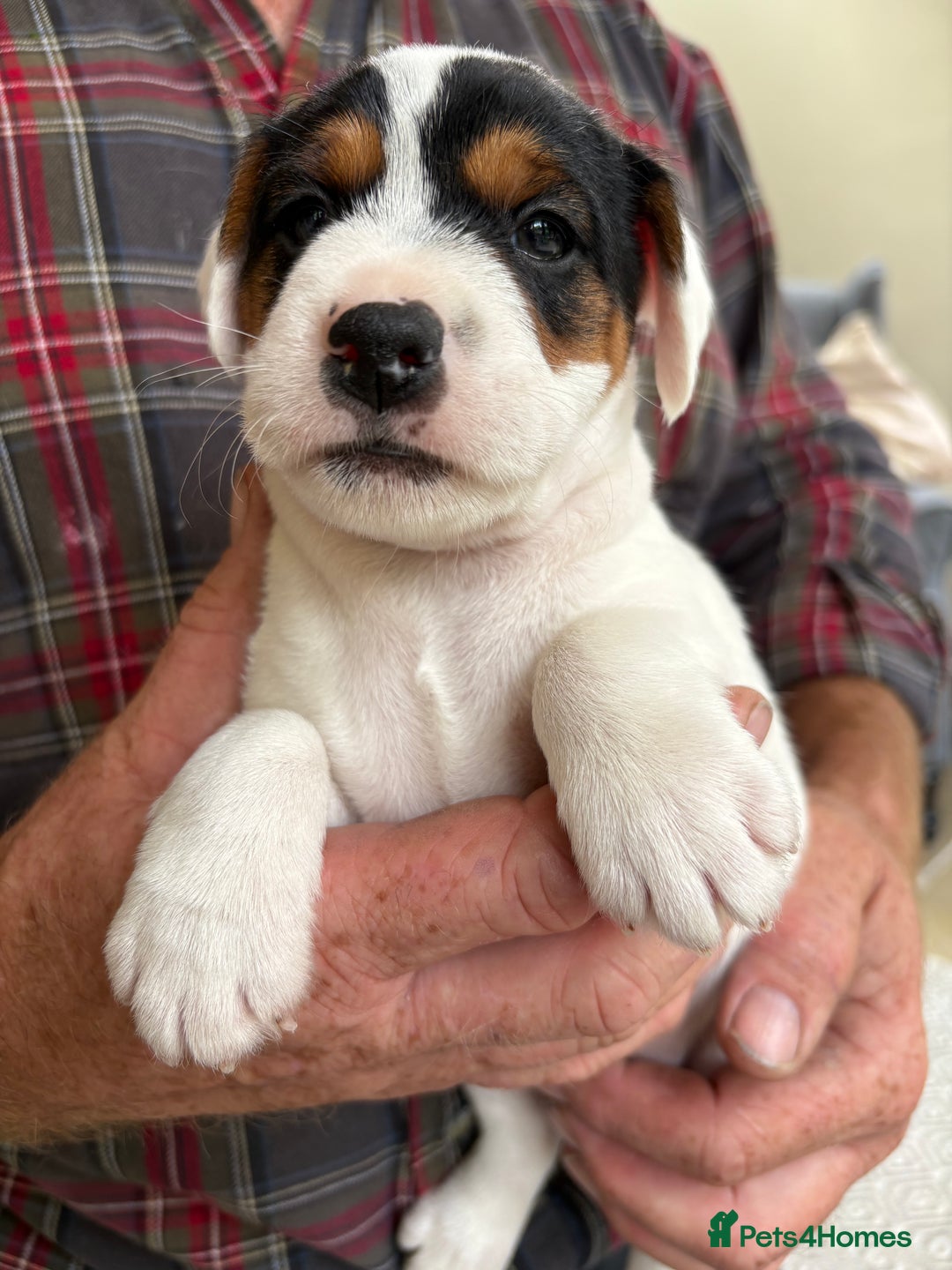 Mixed Breed dogs for sale: Jack Russell pups - Image 9