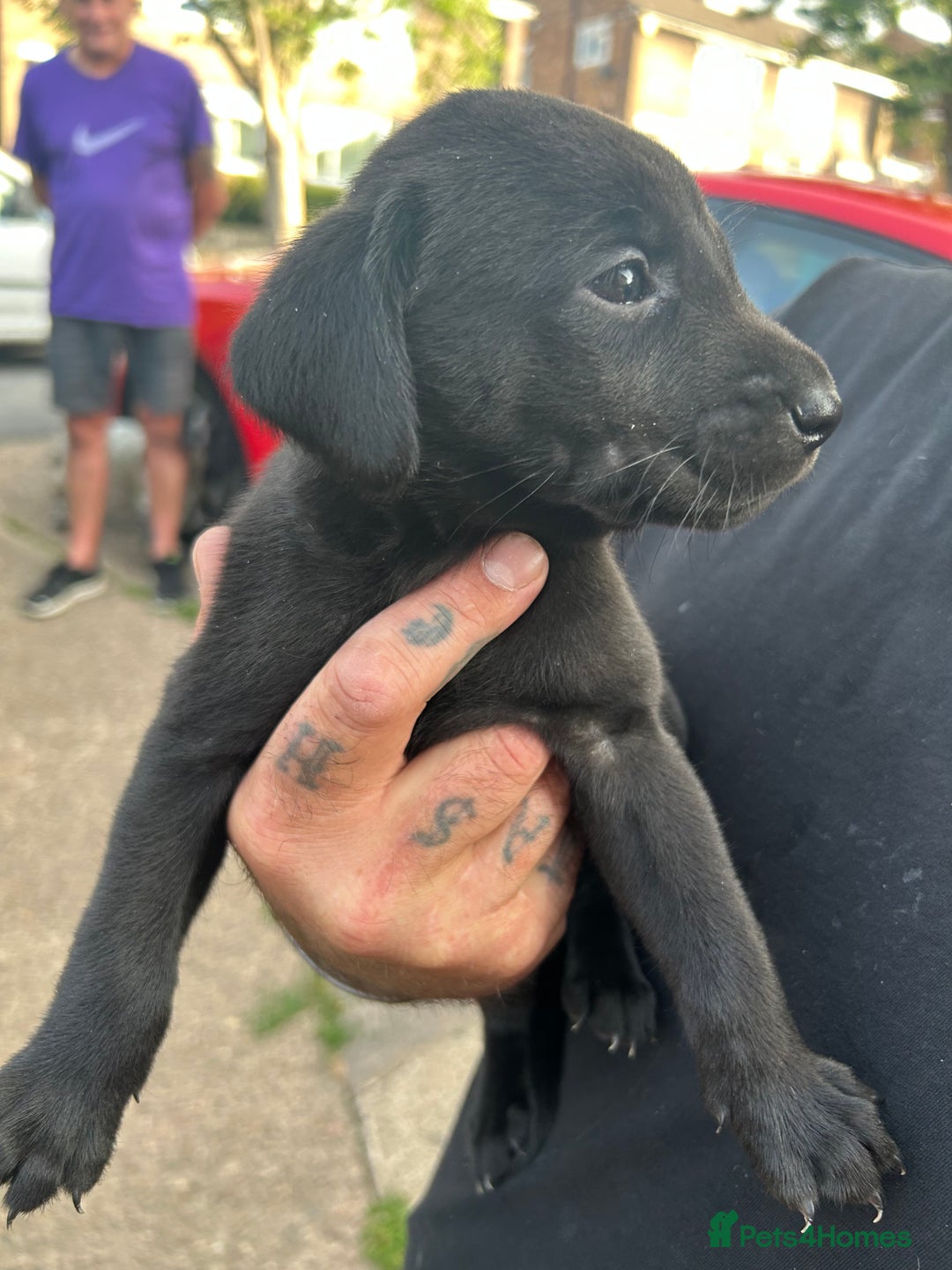 Labrador Retriever dogs for sale: Labrador puppies  - Image 5
