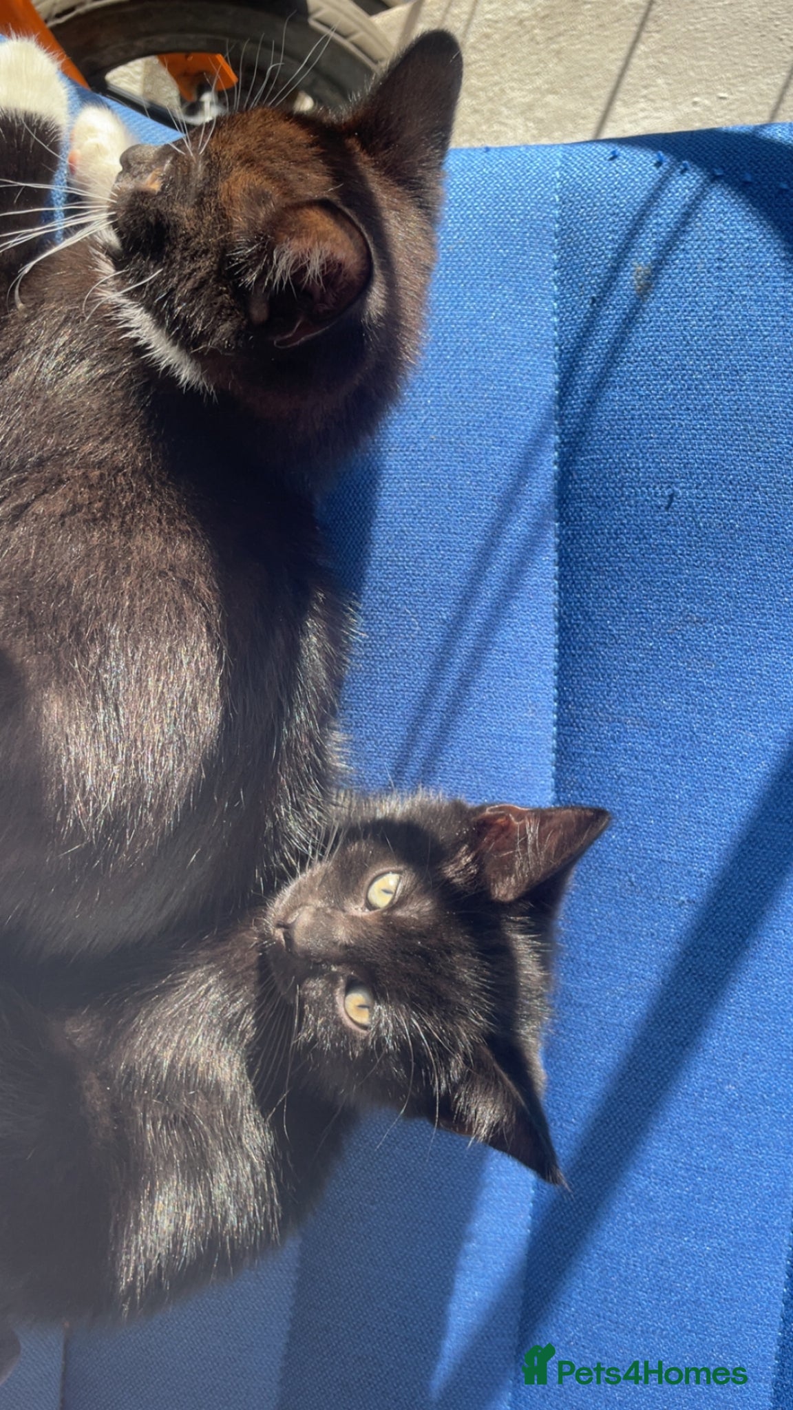 Mixed Breed cats Mix breed kitten ready to leave  - Advert 9