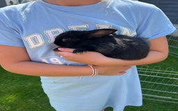Mixed Breed rabbits for sale: Ready 3 beautiful lion head/English spot bunny’s  - Image 8