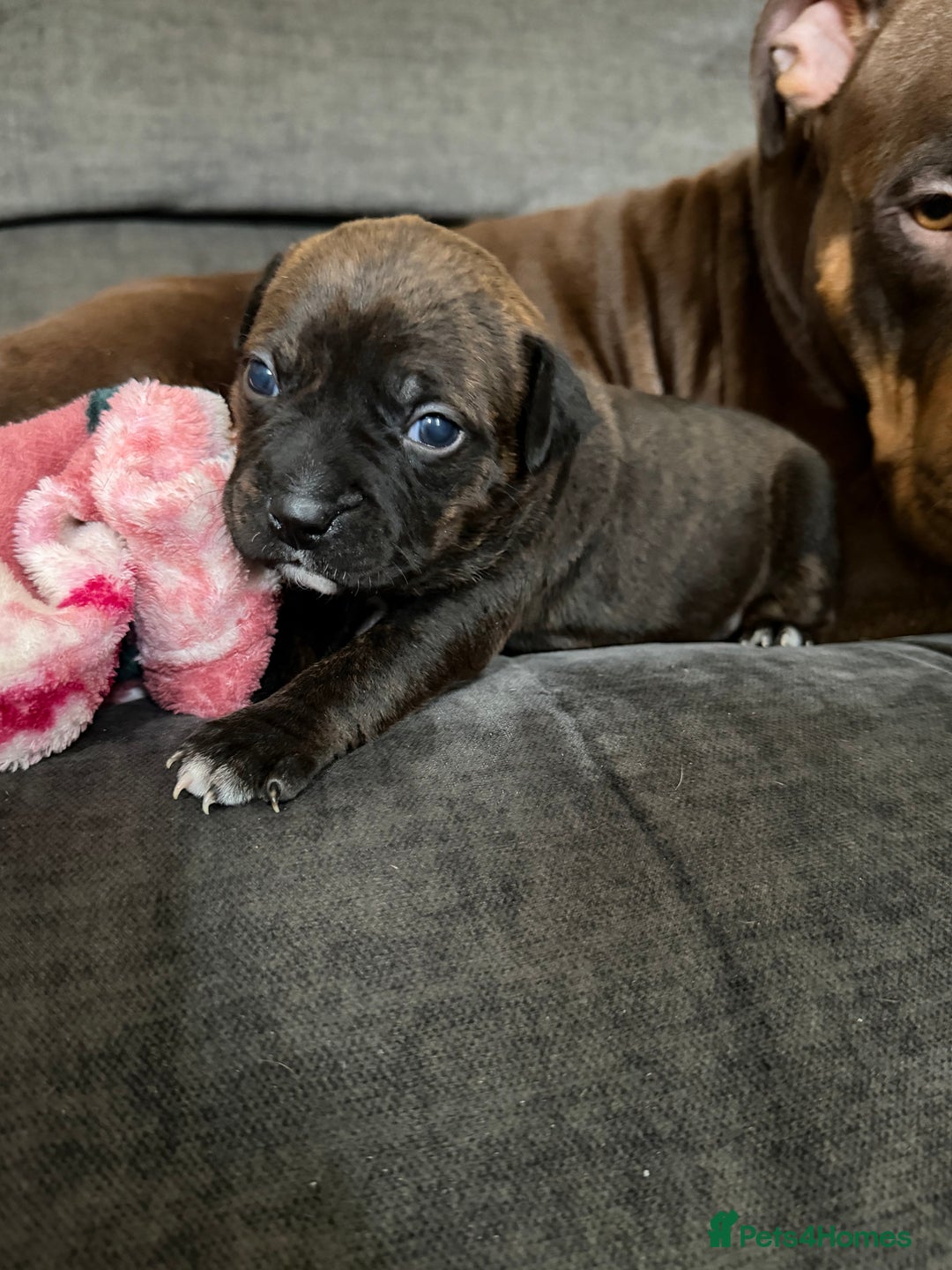 Mixed Breed dogs for sale: Beautiful Home- Reared Puppies!  - Advert 25